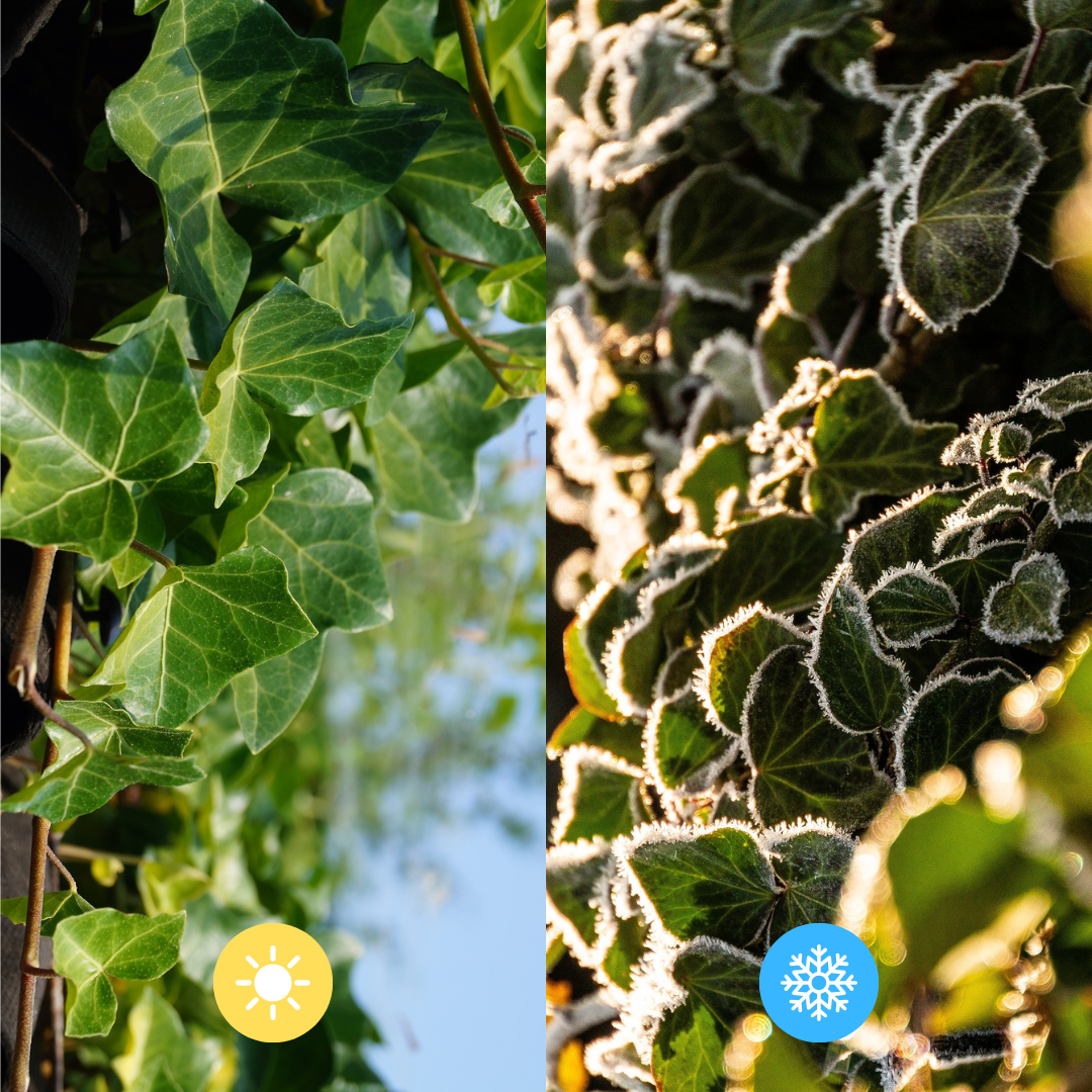 Hedera Hibernica Lierre Haie Prête à Planter | Intimité Verte Directe pour Chaque Jardin