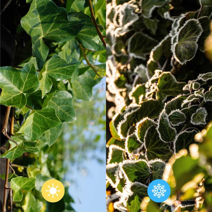 Hedera Hibernica Lierre Haie Prête à Planter | Intimité Verte Directe pour Chaque Jardin