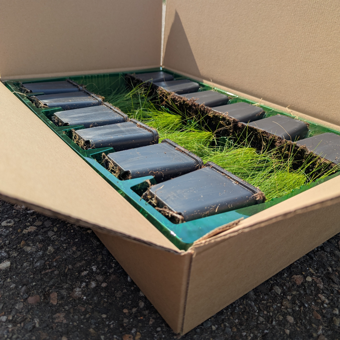 Geranium macrorrhizum – Plante couvre-sol parfumée à floraison printanière – Rustique et facile d'entretien